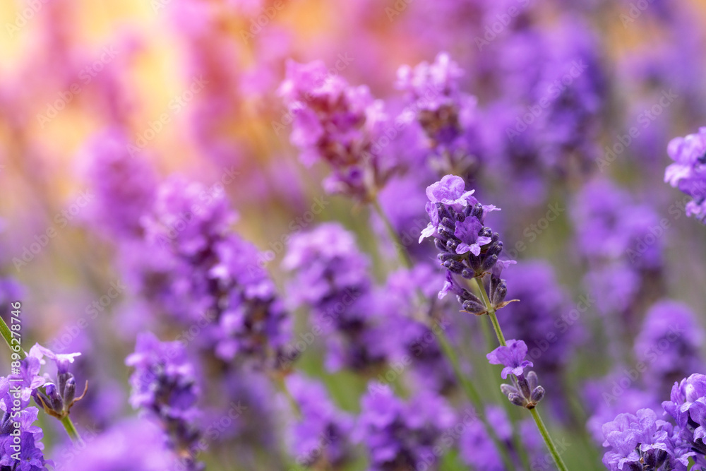 Obraz premium Close Up of Lavender Flowers in Bloom on Sunny Day