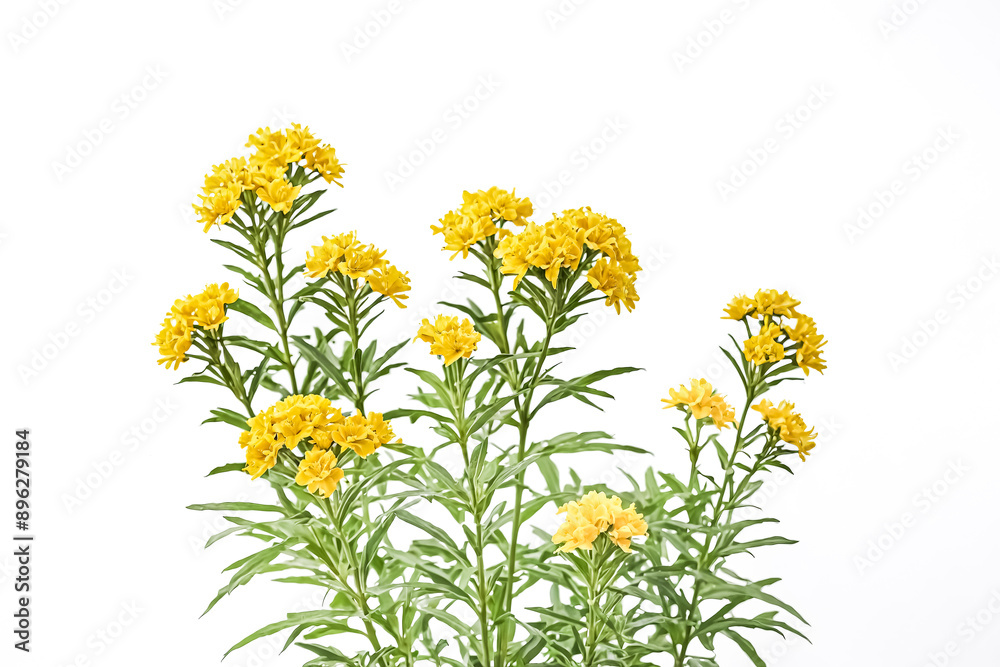 Fototapeta premium Yellow Flowers on White Background