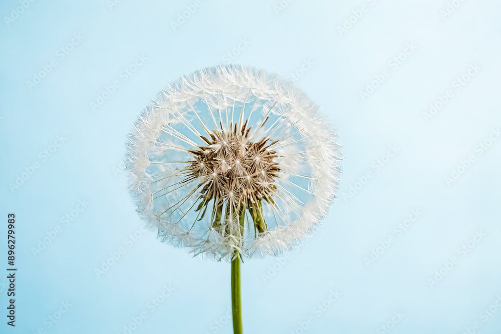 Obraz premium White Dandelion Flower on Light Blue Background