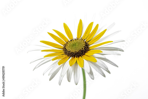 Yellow and White Flower with White Background