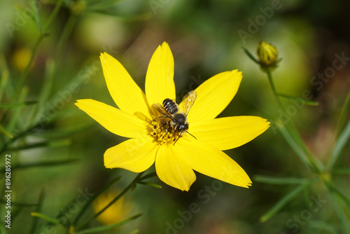 Wallpaper Mural Leafcutter bee (Megachile), family mason bees (Megachilidae) on Thread-leaf coreopsis, Tickseed (Coreopsis verticillata), family Asteraceae or Compositae. Dutch garden. Summer, July Torontodigital.ca