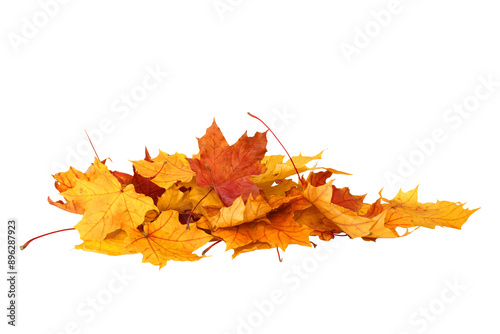 Pile of autumn maple colored leaves isolated
