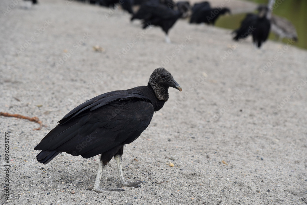 Obraz premium A black vulture, Coragyps atratus, standing on gray sand beach with other vultures out of focus in the back. 