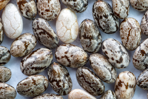 Fotografie Numerous dried or dehydrated chia seeds spread evenly