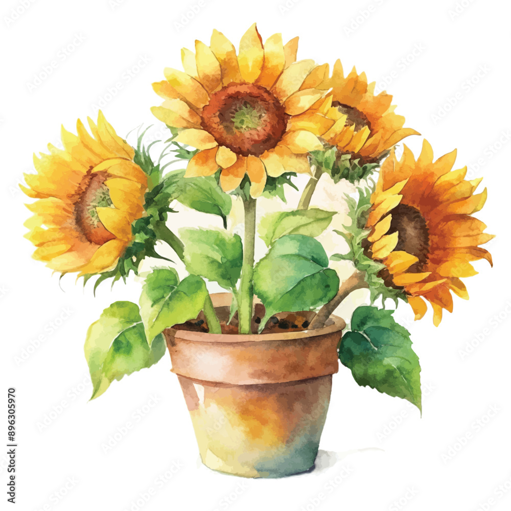 Obraz premium Watercolor Sunflower on White Background