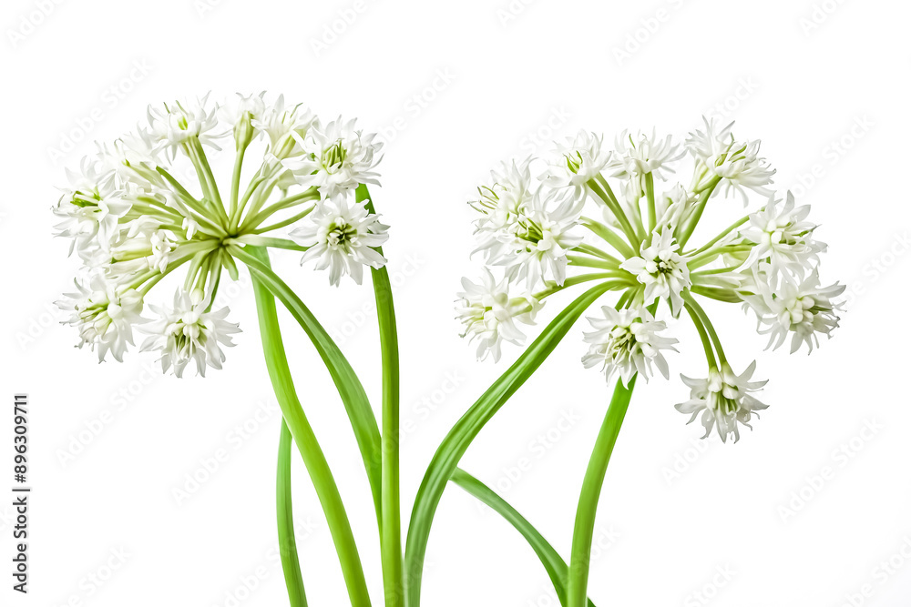 White Wild Garlic Flowers Isolated on White Background White Wild Garlic Flowers Isolated on White Background