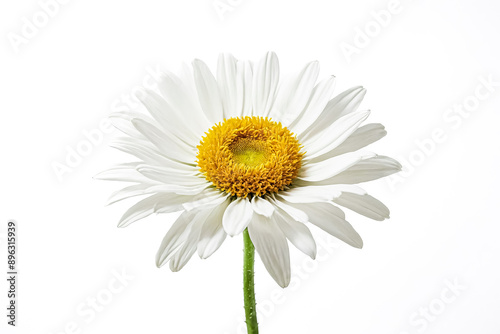 Single White Daisy Isolated on White Background