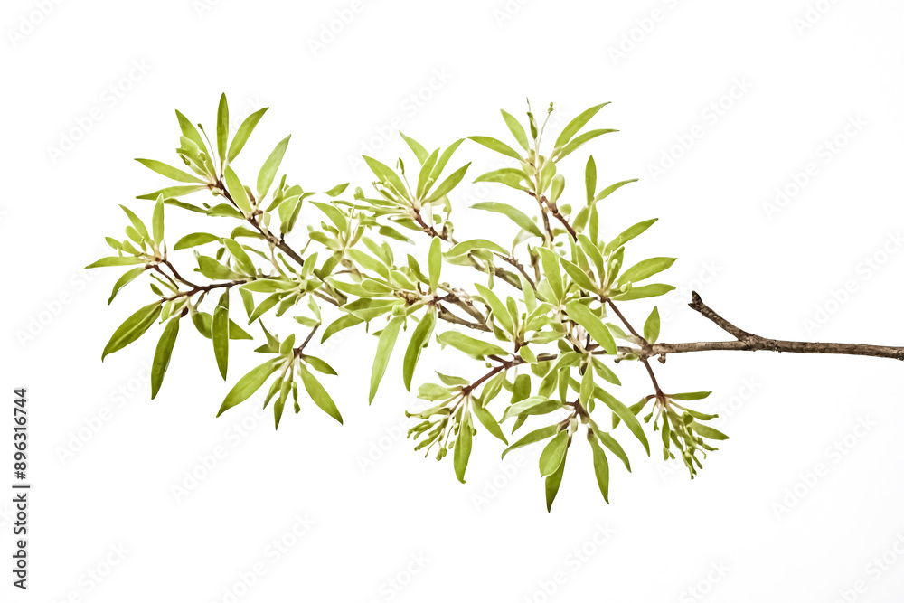 Obraz premium Branch with green leaves and buds isolated on white background