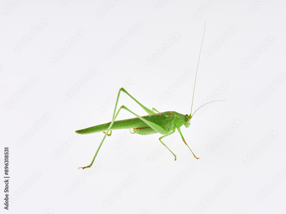 Sickle-bearing Bush-cricket in a white background. Genus Phaneroptera Sickle-bearing Bush-cricket in a white background. Genus Phaneroptera