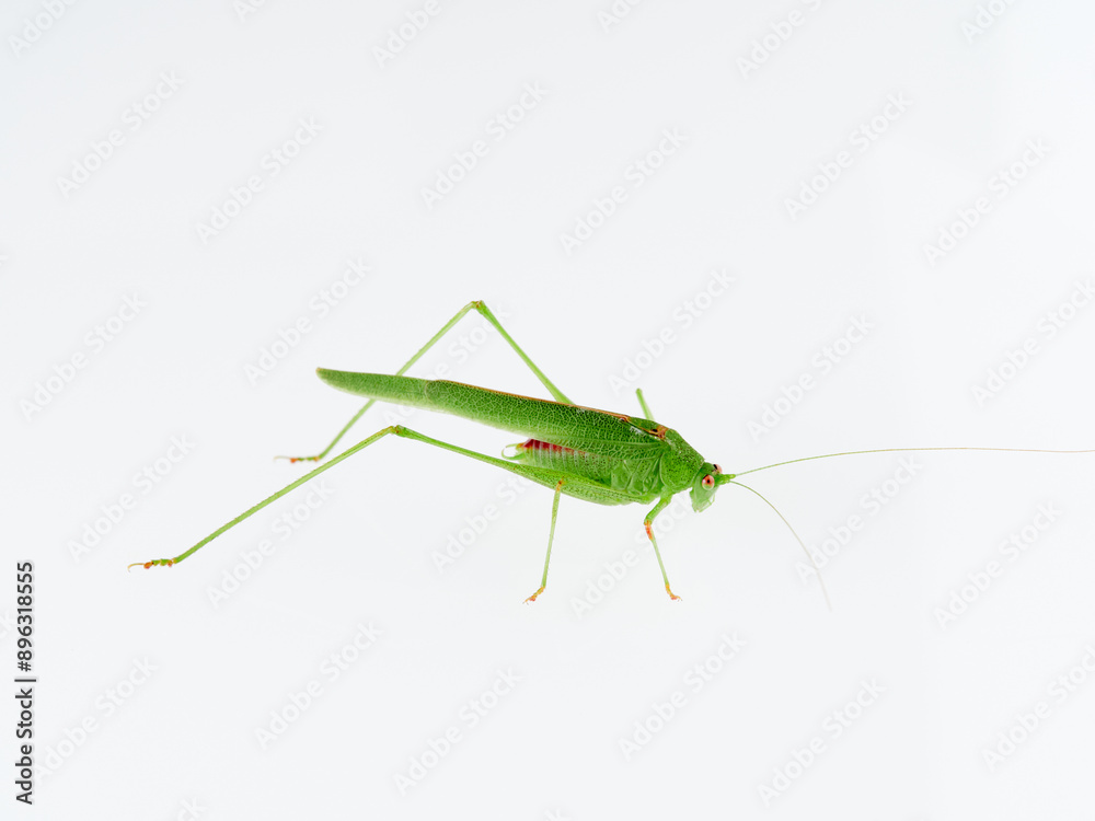 Sickle-bearing Bush-cricket in a white background. Genus Phaneroptera Sickle-bearing Bush-cricket in a white background. Genus Phaneroptera