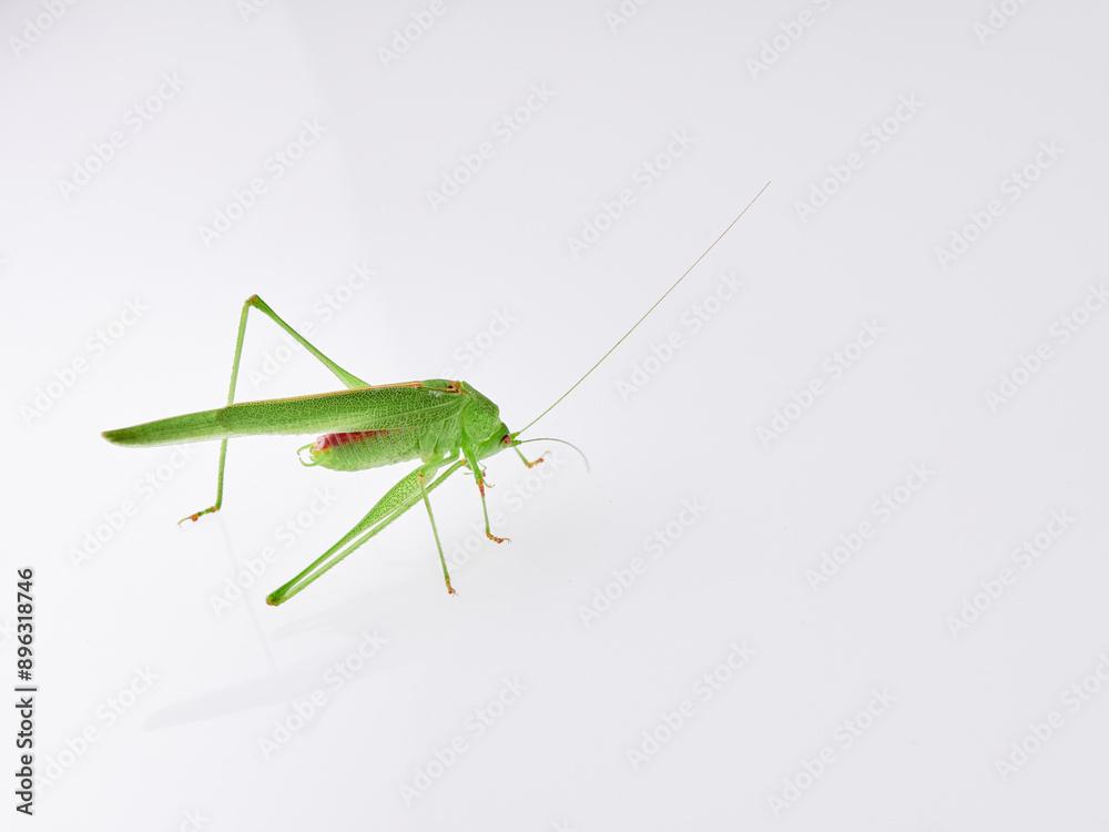Sickle-bearing Bush-cricket in a white background. Genus Phaneroptera Sickle-bearing Bush-cricket in a white background. Genus Phaneroptera