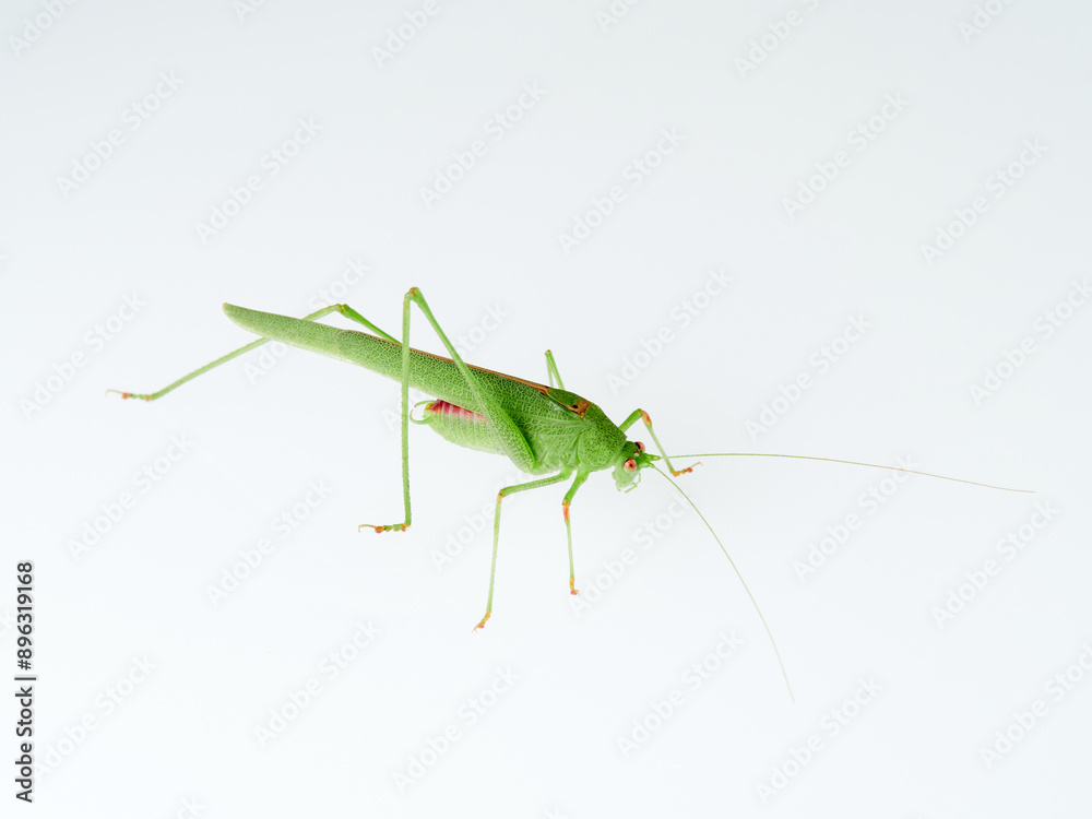 Sickle-bearing Bush-cricket in a white background. Genus Phaneroptera Sickle-bearing Bush-cricket in a white background. Genus Phaneroptera