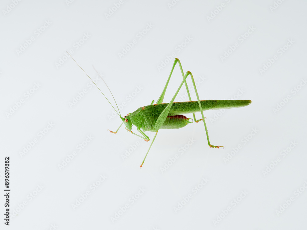Sickle-bearing Bush-cricket in a white background. Genus Phaneroptera Sickle-bearing Bush-cricket in a white background. Genus Phaneroptera