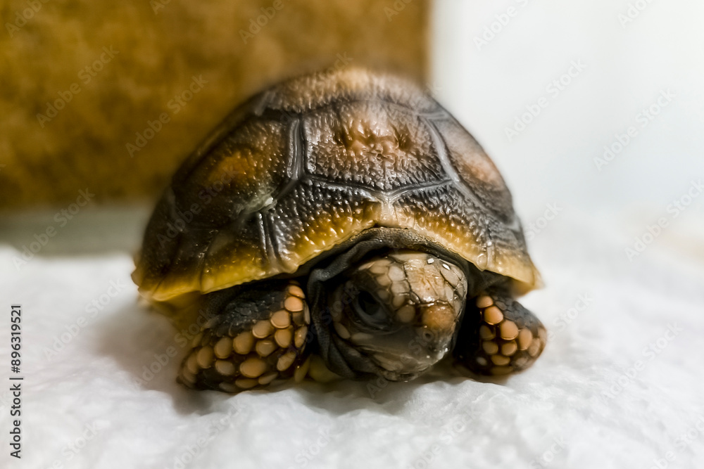 Hatchling red-footed tortoise in an incubator Hatchling red-footed tortoise in an incubator