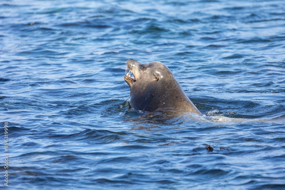 Fototapeta premium Large male sea lion swimming in the sea
