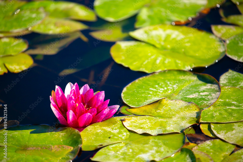 Lotus pond. Water lily close up. Sacred lotus flower in Buddhism. Calmness and tranquility. Spa treatments, yoga, meditation. Tropical nature. Lotus pond. Water lily close up. Sacred lotus flower in Buddhism. Calmness and tranquility. Spa treatments, yoga, meditation. Tropical nature.