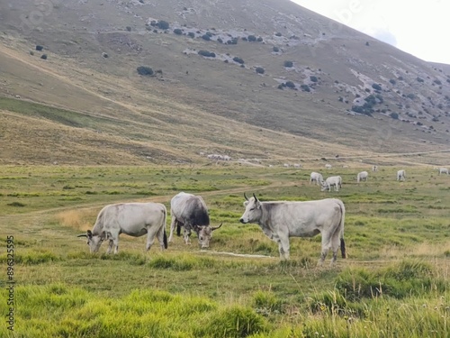 cows in the field