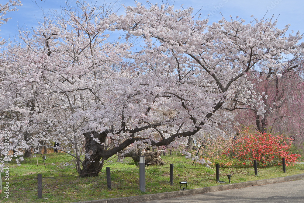 Fototapeta premium 京都府立植物園のサクラ