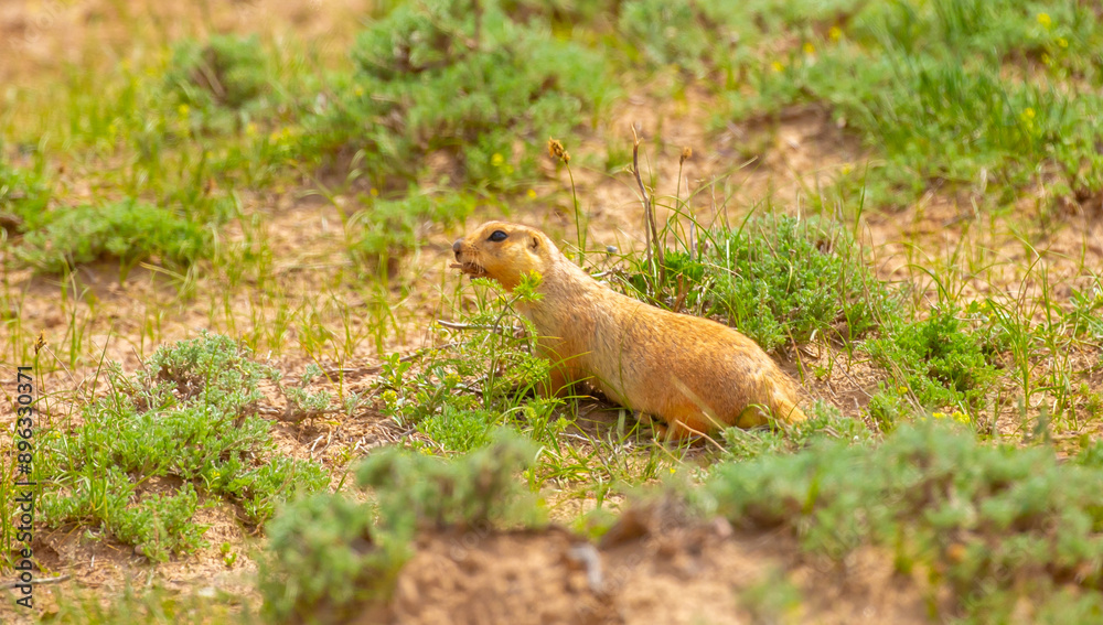 The gopher sits in the grass in the mountains, looks to the side, as if reading your text, studying, showing curiosity, interest. Copy space with place for text. Landscape with wild animals. The gopher sits in the grass in the mountains, looks to the side, as if reading your text, studying, showing curiosity, interest. Copy space with place for text. Landscape with wild animals.