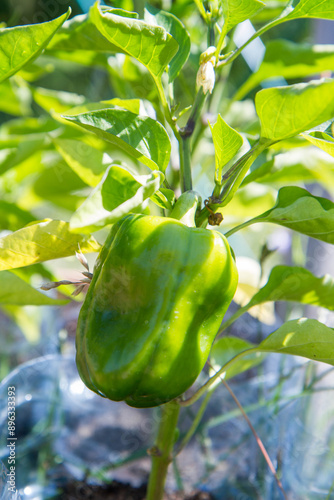 Green Bell pepper growing in a garden in pots made of plastic water bottles