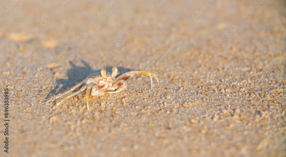 A crab on the beach is running on the white sand. Exotic animals in the resorts of tropical islands. The concept of a beach holiday in the tropics.