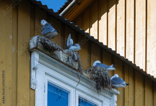 Kittiwake (Rissa tridactyla) photo