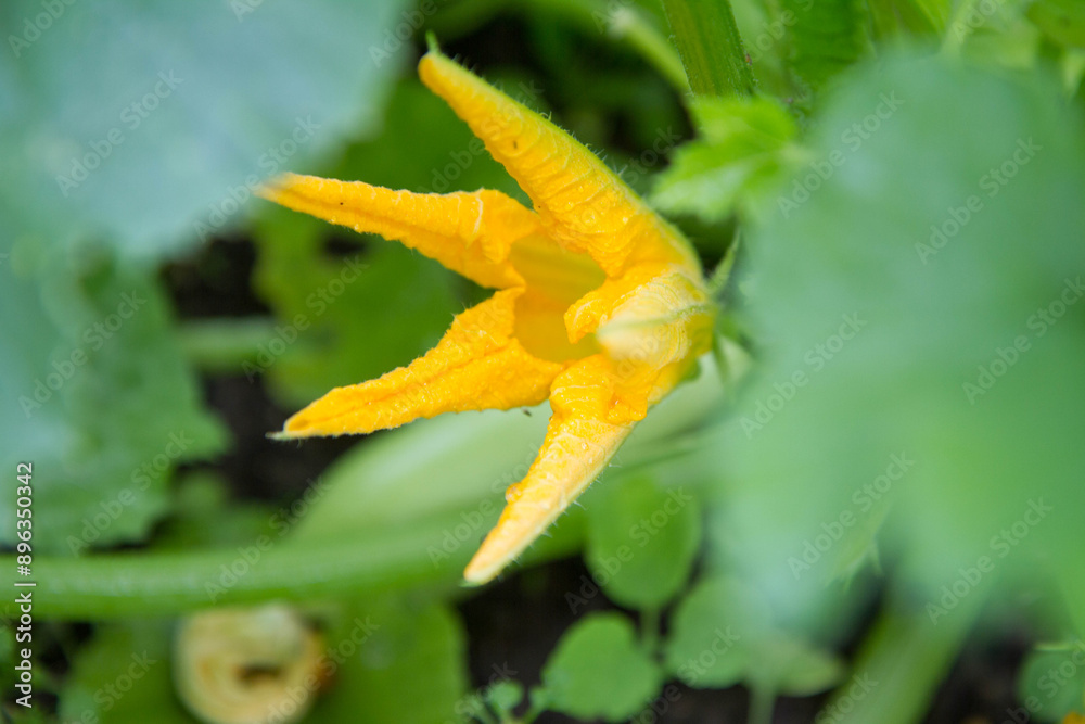 Zucchini plant with a yellow flower in close up Zucchini plant with a yellow flower in close up