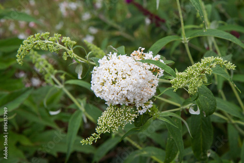 The White buddleja davidii (summer lilac) blooming photo