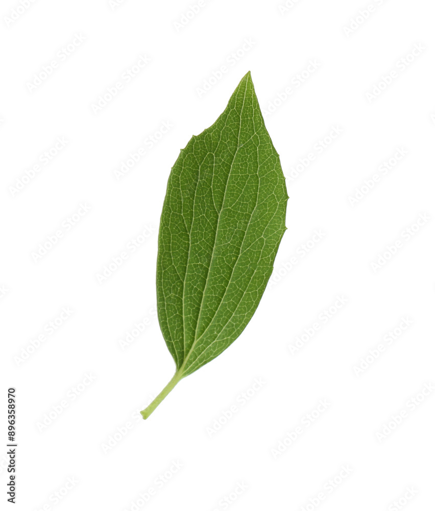 Fototapeta premium Fresh green jasmine leaf isolated on white, top view