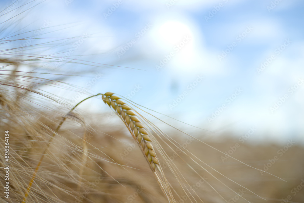 ear of wheat