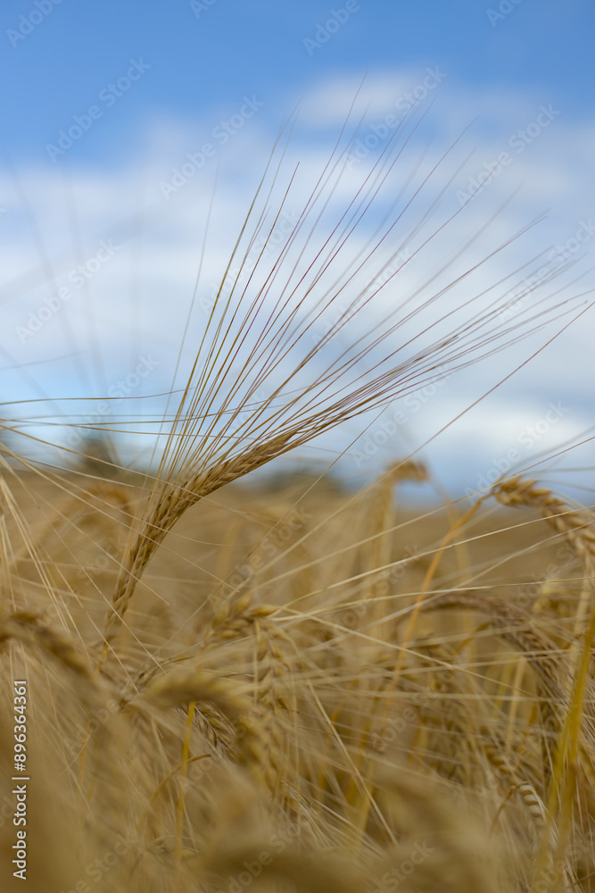 golden wheat field