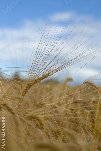 Obraz na płótnie golden wheat field w salonie