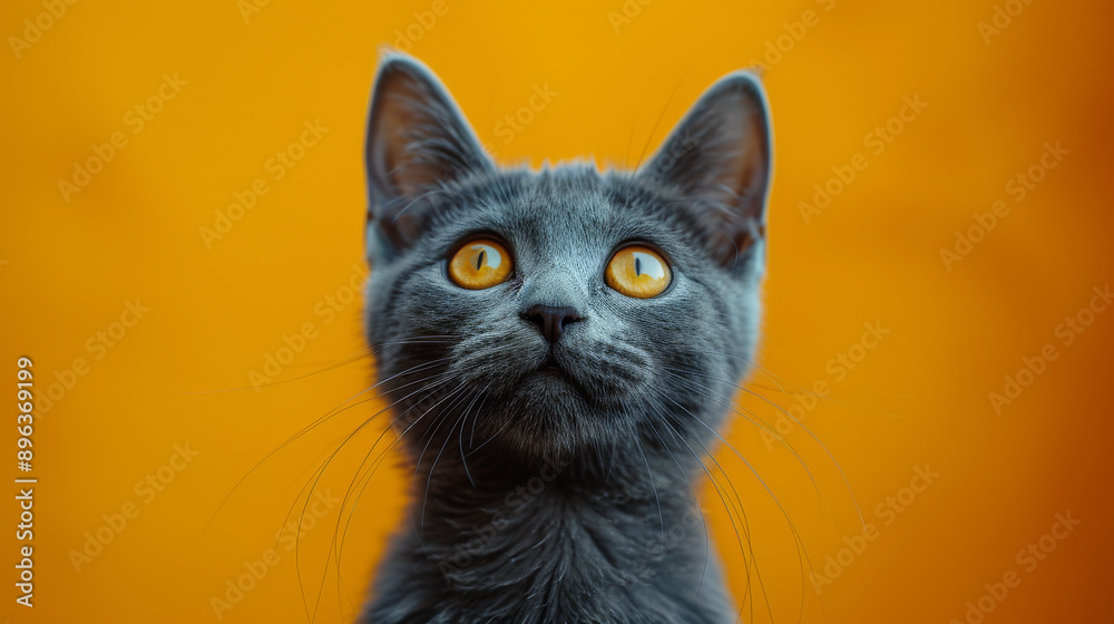 Gray cat with striking amber eyes on Gray cat with striking amber eyes on