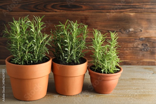 Rosemary plants growing in pots on wooden table. Aromatic herb