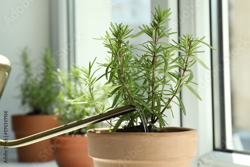 Fotografija Watering aromatic green rosemary near window, closeup