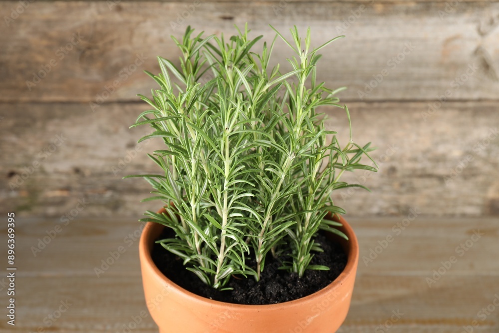 Aromatic rosemary plant in pot on wooden table, closeup Aromatic rosemary plant in pot on wooden table, closeup