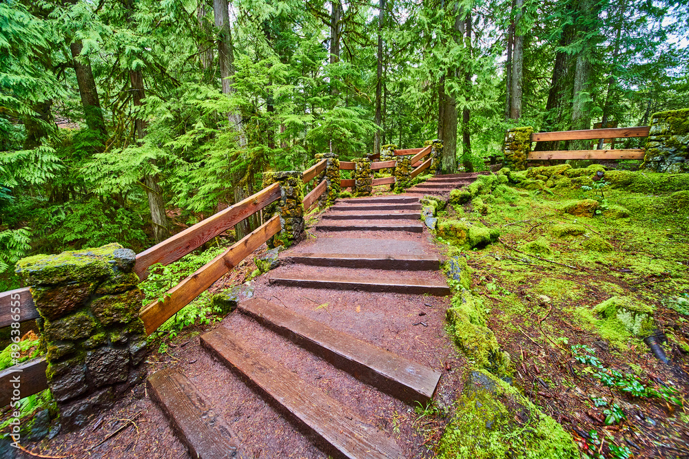 Moss-Covered Forest Staircase in Oregon Viewed from Below Moss-Covered Forest Staircase in Oregon Viewed from Below