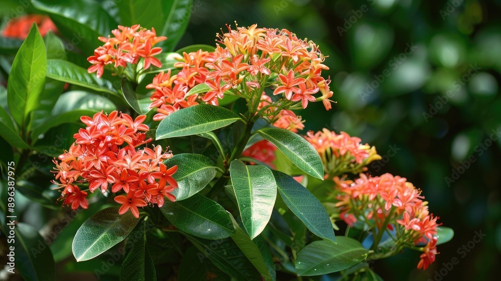 Chinese Ixora A Bright Addition to Gardens