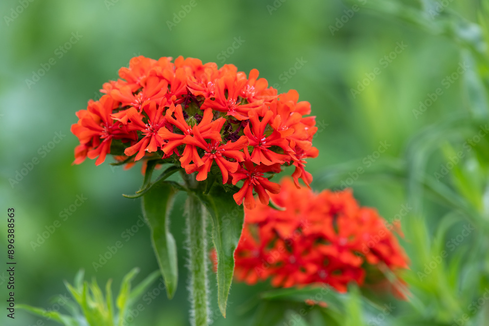 Maltese cross (silene chalcedonica) flowers in bloom Maltese cross (silene chalcedonica) flowers in bloom