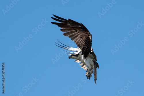 Osprey in flight
