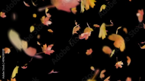 Autumn leaves fall beautifully on a transparent background, alpha channel.