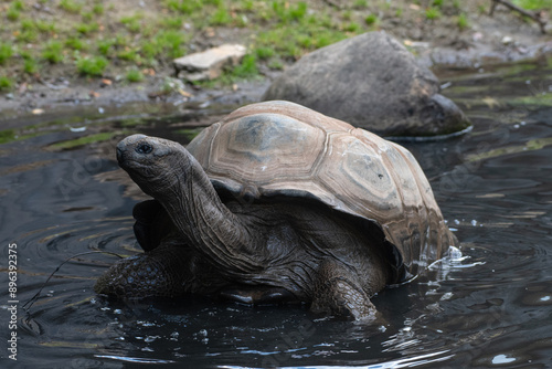 turtle in the water