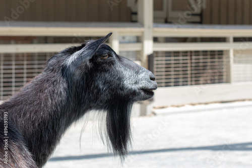 portrait of a goat