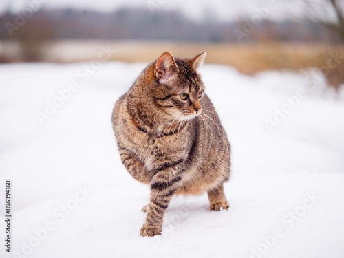 Tabby cat in brown color standing on a white snow one feet up in the air. Dull winter nature background. Pet surviving cold season concept.