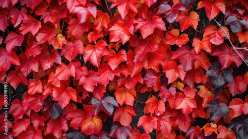 High quality picture of walls covered in red ivy from parthenocissus vitacea photo