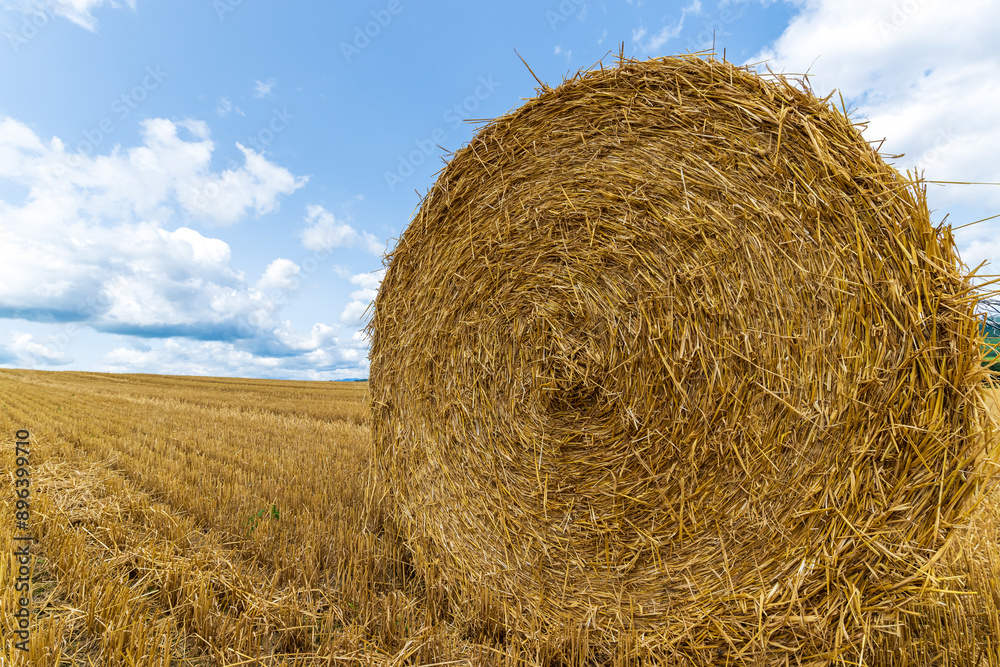 Harvested grain in a field in the countryside, bales of straw and clouds in the sky Harvested grain in a field in the countryside, bales of straw and clouds in the sky