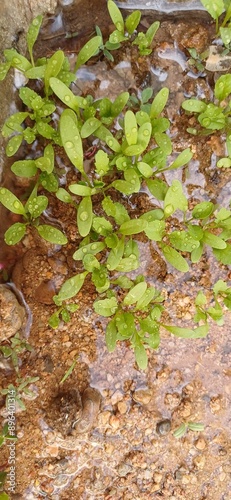 Sprouting Life: The Emergence of Newborn Cress Plants