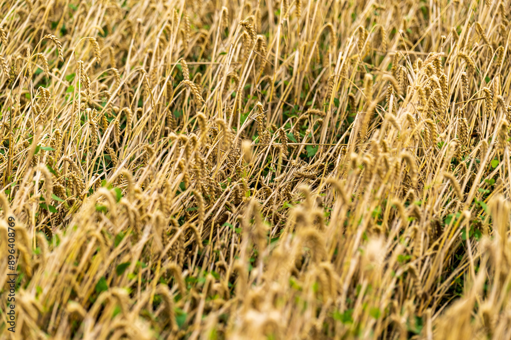 Harvesting grain in a field in the countryside, bales of straw Harvesting grain in a field in the countryside, bales of straw