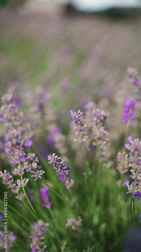 Lavender wool. Bee among the lavender to get honey.Vertical video.Close-up. Lavender wool. Bee among the lavender to get honey.Vertical video.Close-up.