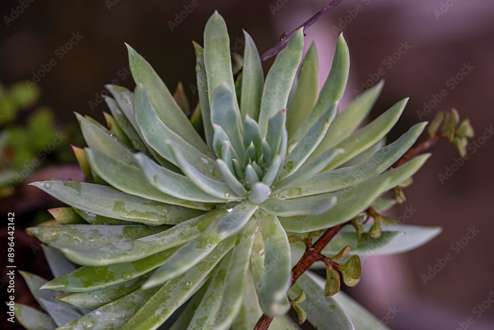 echeveria, planta, plantas, multiflor, macumba echeveria, planta, plantas, multiflor, macumba